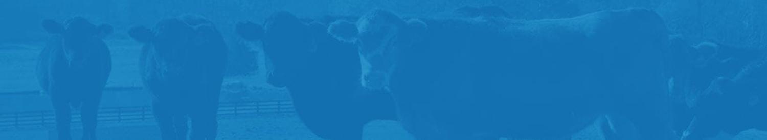 background image, cow